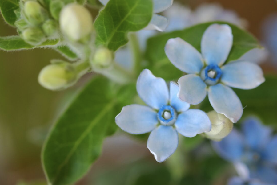 藍(lán)星花怎么進(jìn)行繁殖?