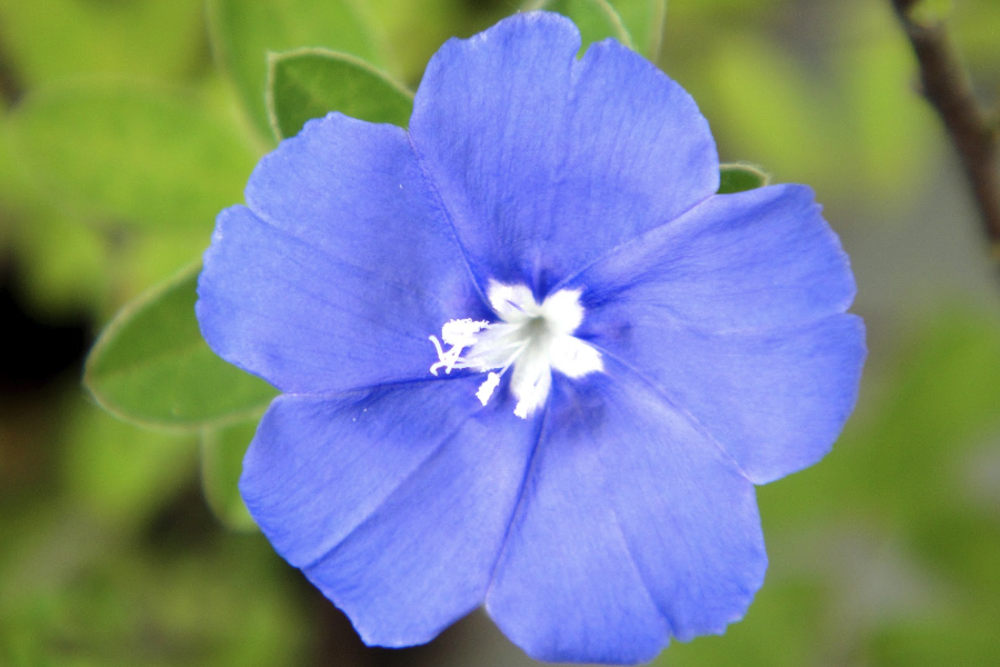 藍(lán)星花怎么進(jìn)行繁殖?