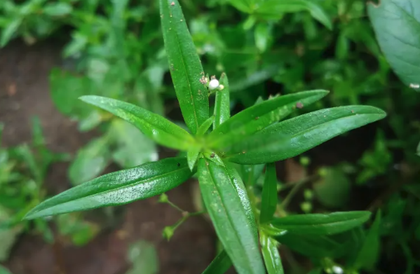 傘房花耳草對光照要求怎么樣，夏季需要避開陽光嗎 ？