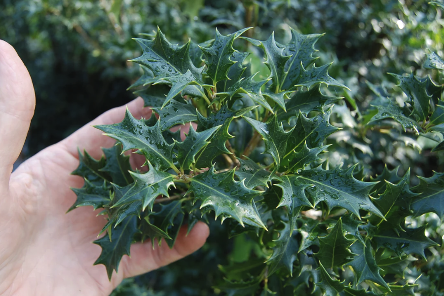 柊樹在庭院種植需要注意什么？