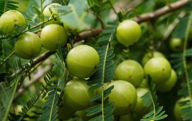 余甘子果實的特點和營養價值 ？