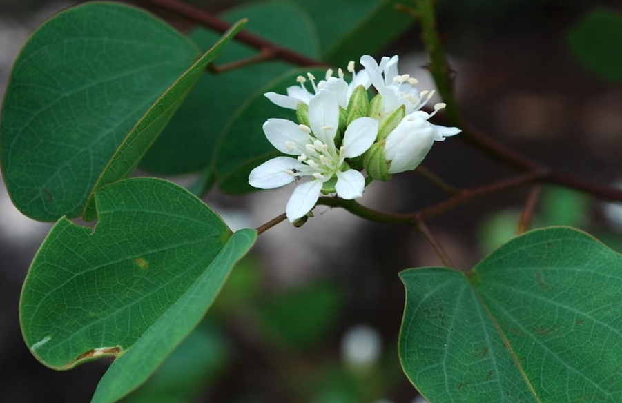 冬季怎么保護(hù)洋紫荊？