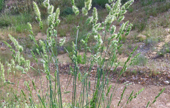 鴨茅長期貯存怎么減少草末？