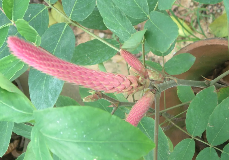 貓尾草可以在干旱地區栽種嗎？