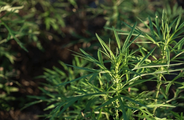 蔞蒿進(jìn)行分株的注意事項(xiàng)?