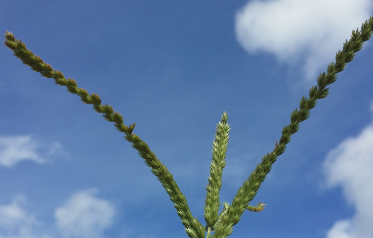 牛筋草對農作物的影響有哪些？