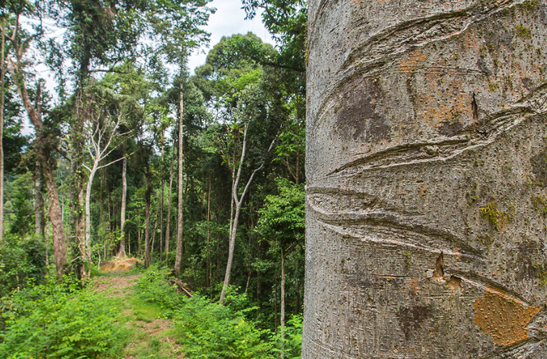 箭毒木作箭對獵物的殺傷力，毒素會通過獵物傳播給人嗎？