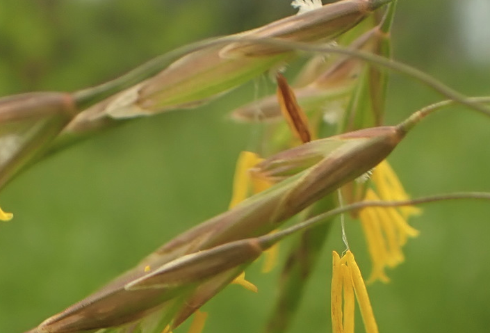 無(wú)芒雀麥的消化性能怎么樣？