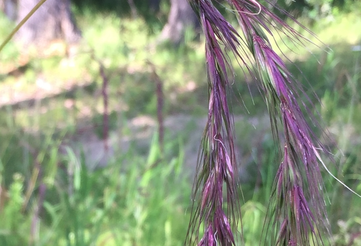 老芒麥感染葉銹病怎么治療？