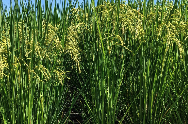 老芒麥對氮肥的需求量怎么樣？