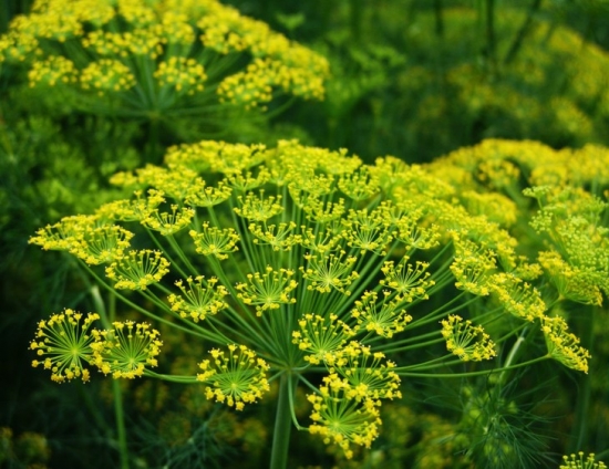 蒔蘿的介紹：香氣特殊，促進(jìn)消化