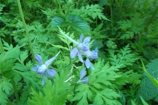 還亮草什么時候開花，花期大概在3～5月