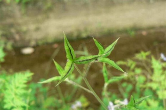 還亮草什么時候開花，花期大概在3～5月