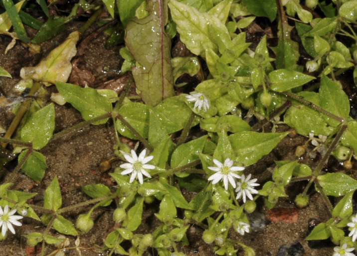 鵝腸菜的繁殖能力如何？