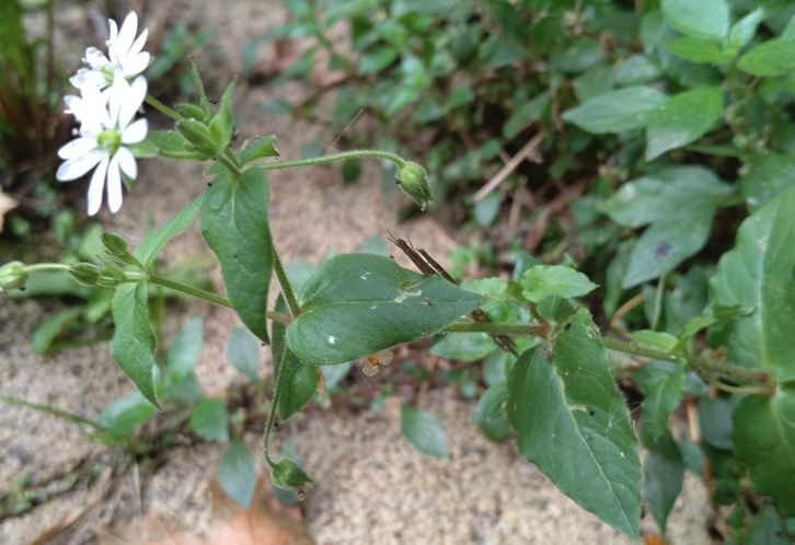 鵝腸菜對牛羊適口性怎么樣？