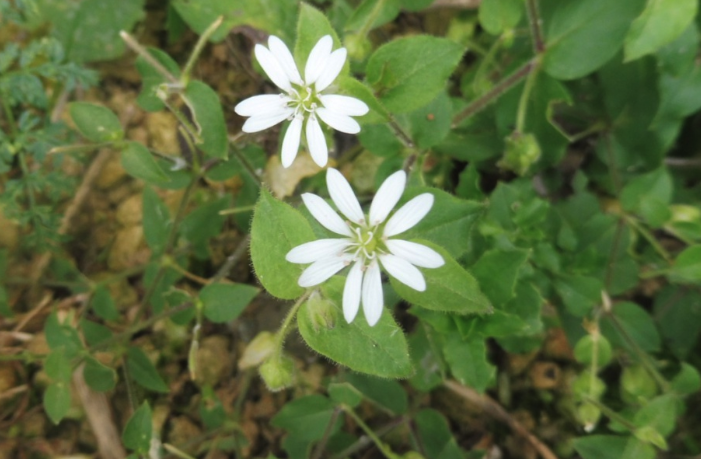 鵝腸菜含有什么營養成分？