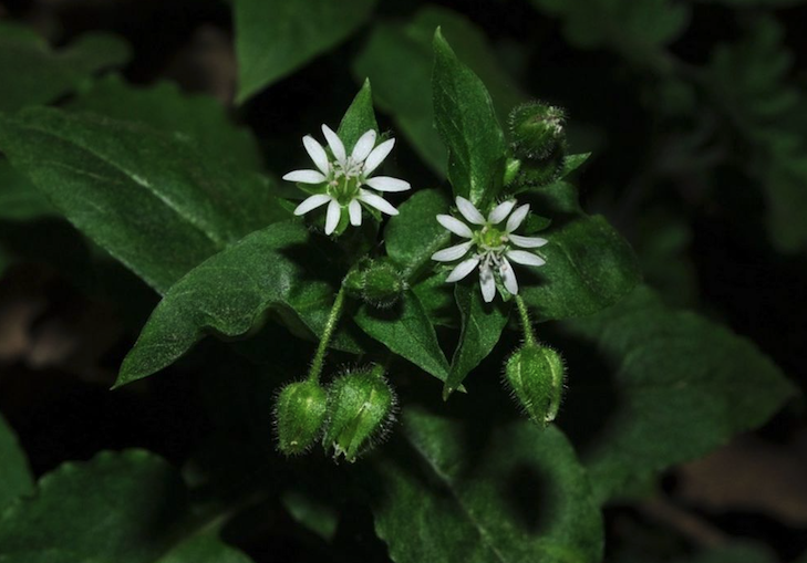 鵝腸菜對生長環(huán)境有什么要求？