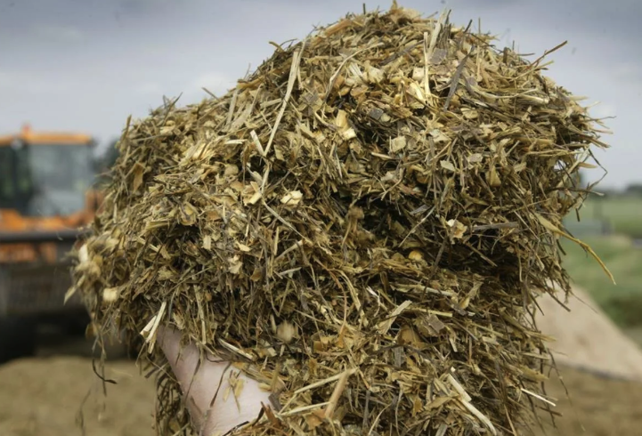 高粱植株可以制作青貯飼料嗎？