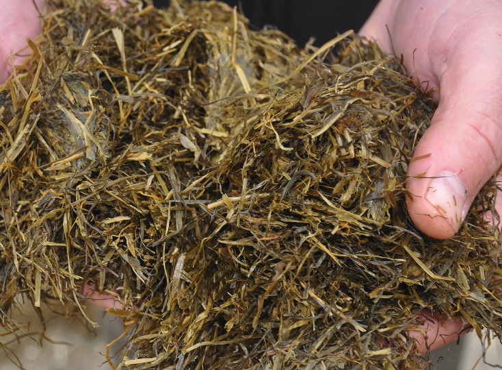 甘薯蔓可以用來調制青貯飼料嗎？