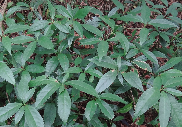 紅果金栗蘭怎么去除白粉虱？