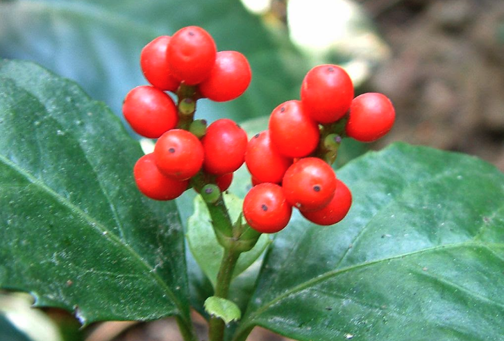 紅果金栗蘭出現蚜蟲怎么消滅？