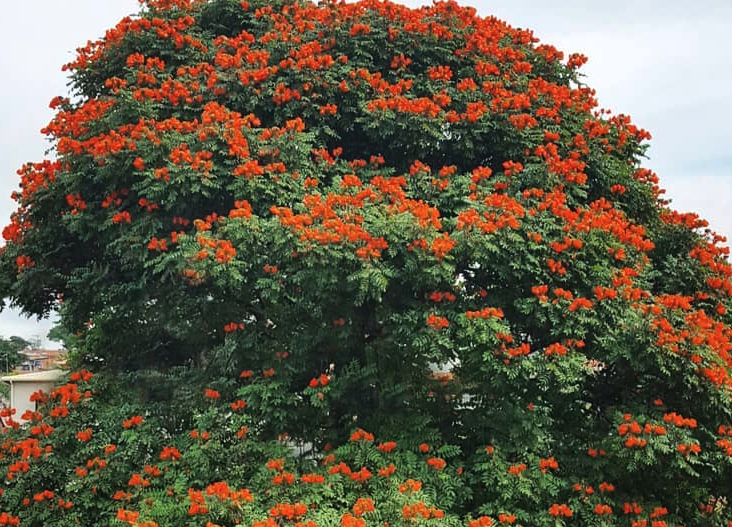 噴泉樹是什么植物？