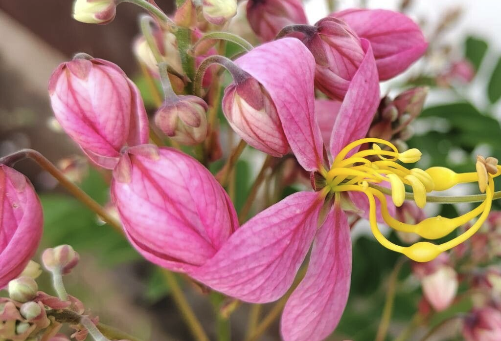 爪哇旃那花朵有什么美感?