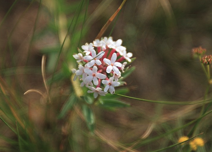 狼毒花耐干旱嗎？