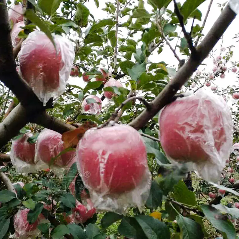 蘋果種植技巧之蘋果套膜袋和紙袋有什么區別？