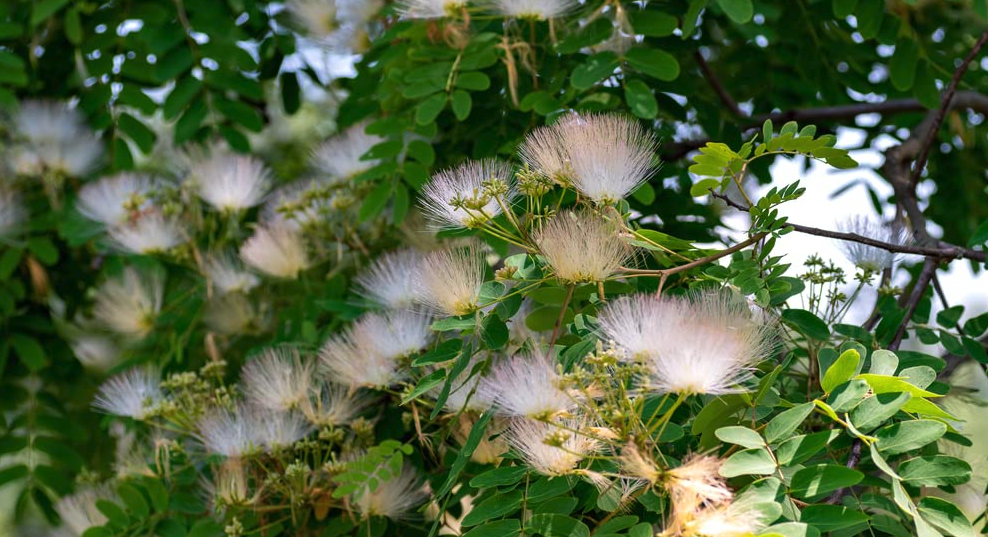 羽毛花是什么樣的花卉？含有毒素嗎？