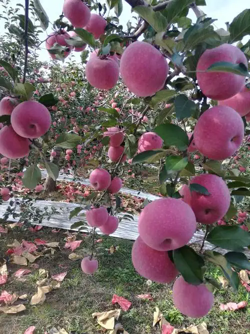 蘋果種植戶夏季如何預(yù)防病害及災(zāi)害天氣官方指南