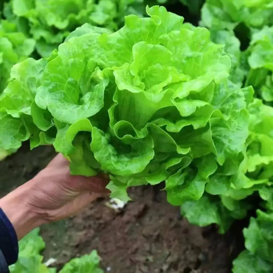 <b>生菜種植選擇什么樣的土壤最好？</b>