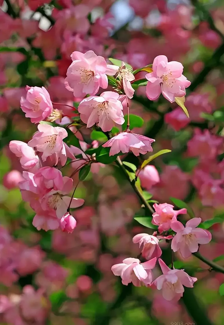 海棠花掉花苞是什么原因？怎么預防海棠花掉花苞？