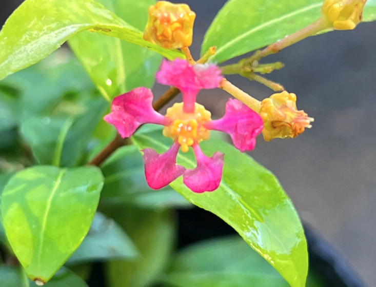 光葉黃褥花開花的時(shí)機(jī)花期？