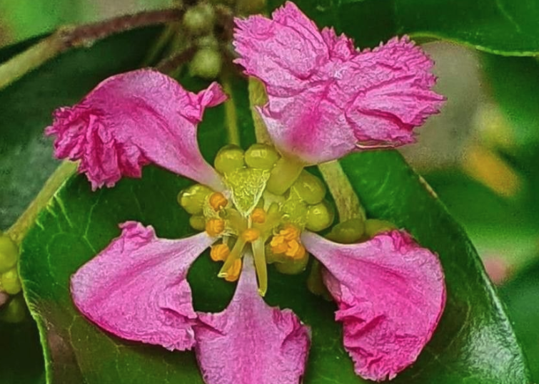 光葉黃褥花開花的時(shí)機(jī)花期？