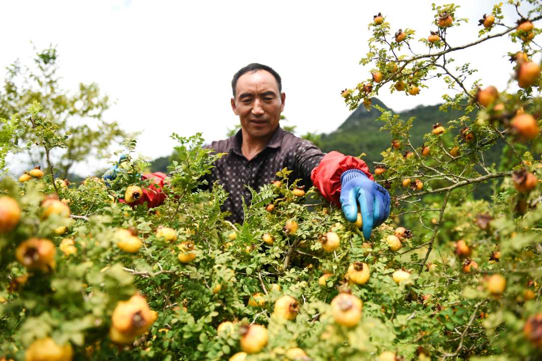 刺梨種植的果園管理需要注意哪些要點