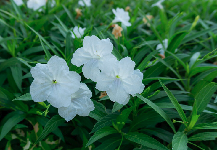 紅鐘鈴花朵的美感？