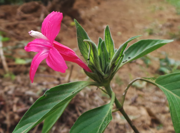 紅鐘鈴的花朵形態(tài)特點(diǎn)？