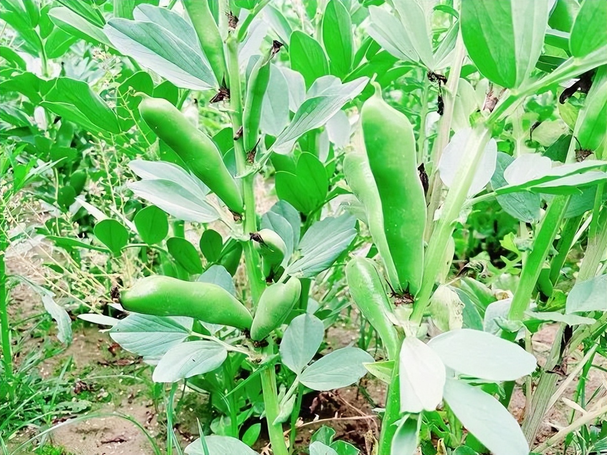 蠶豆怎么種？蠶豆種植技術(shù)要點分享