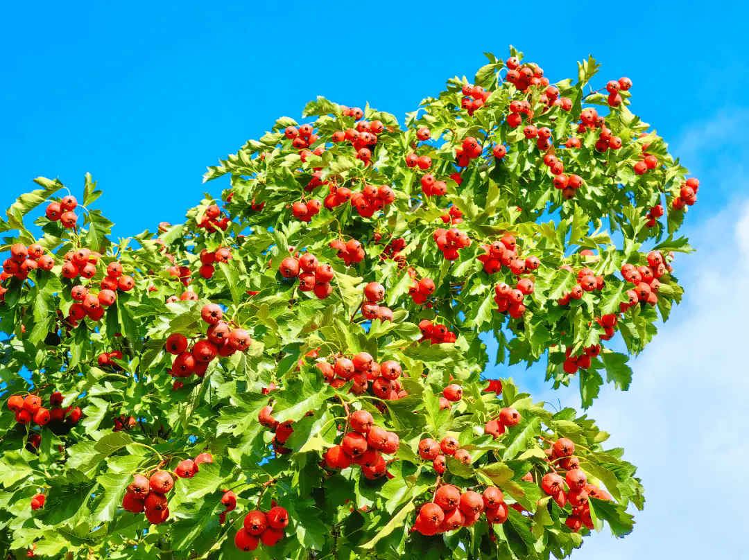 山楂樹患上蟲害怎么辦？山楂樹常見蟲害的特點和防治方法。