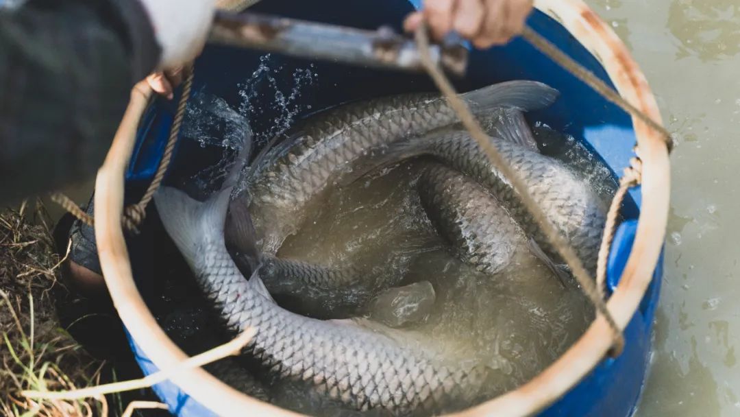 釣魚(yú)有什么技巧？什么魚(yú)餌大魚(yú)喜歡吃