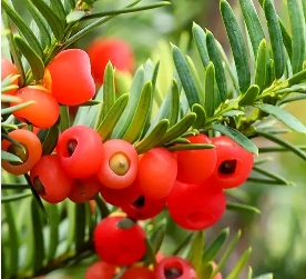 康乃馨茉莉花水仙花銅錢草紅豆杉仙人掌風信子常春藤繡球花羅漢松花語大全小