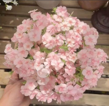 小眾花卉福祿考半枝蓮茶梅勿忘我十大功勞藍(lán)雪花紫花地丁藍(lán)花楹花煙草等數(shù)十