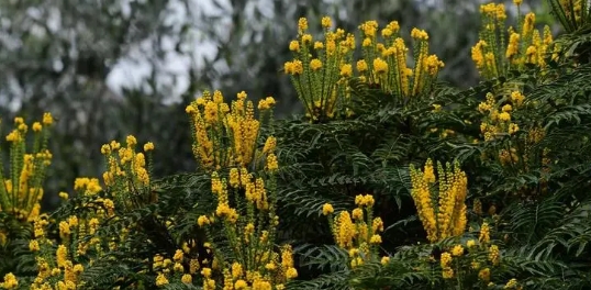 小眾花卉福祿考半枝蓮茶梅勿忘我十大功勞藍(lán)雪花紫花地丁藍(lán)花楹花煙草等數(shù)十