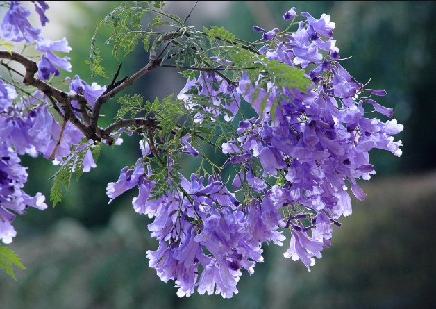 小眾花卉福祿考半枝蓮茶梅勿忘我十大功勞藍(lán)雪花紫花地丁藍(lán)花楹花煙草等數(shù)十