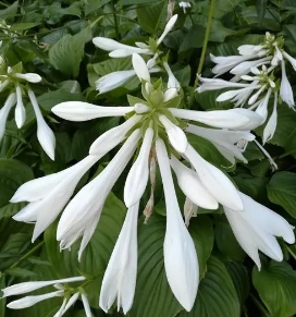 陽臺種花海放在欄桿上玉簪花可以嗎？怎么種？