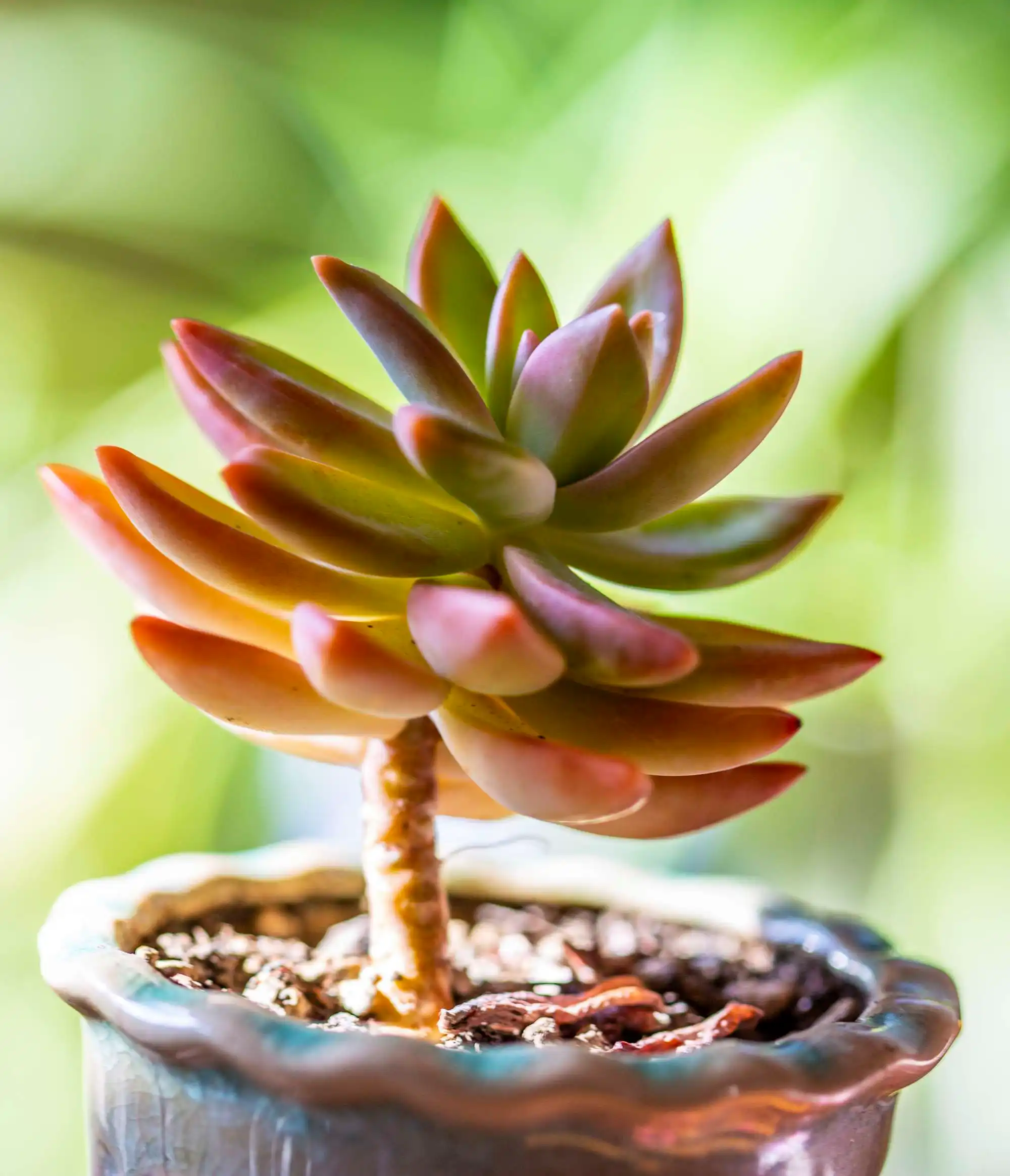 夏季多肉植物怎么澆水長的好？