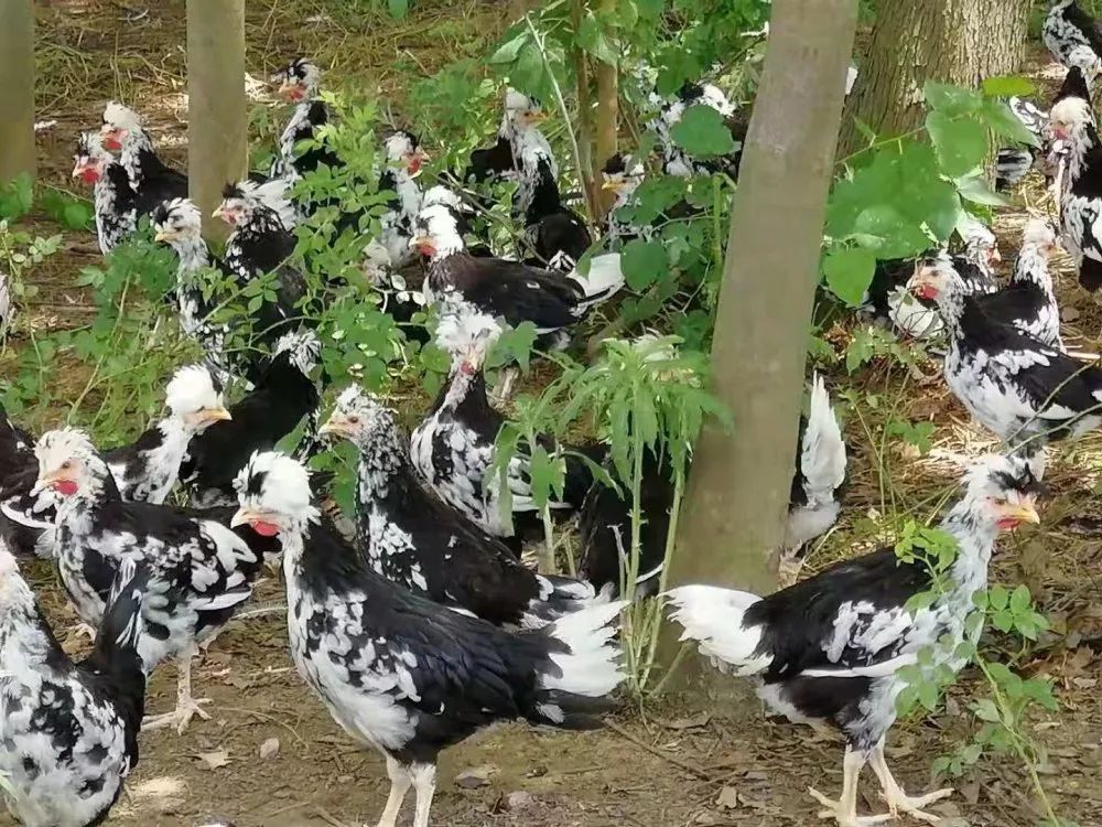 貴妃雞飼養要點和管理方法有哪些？