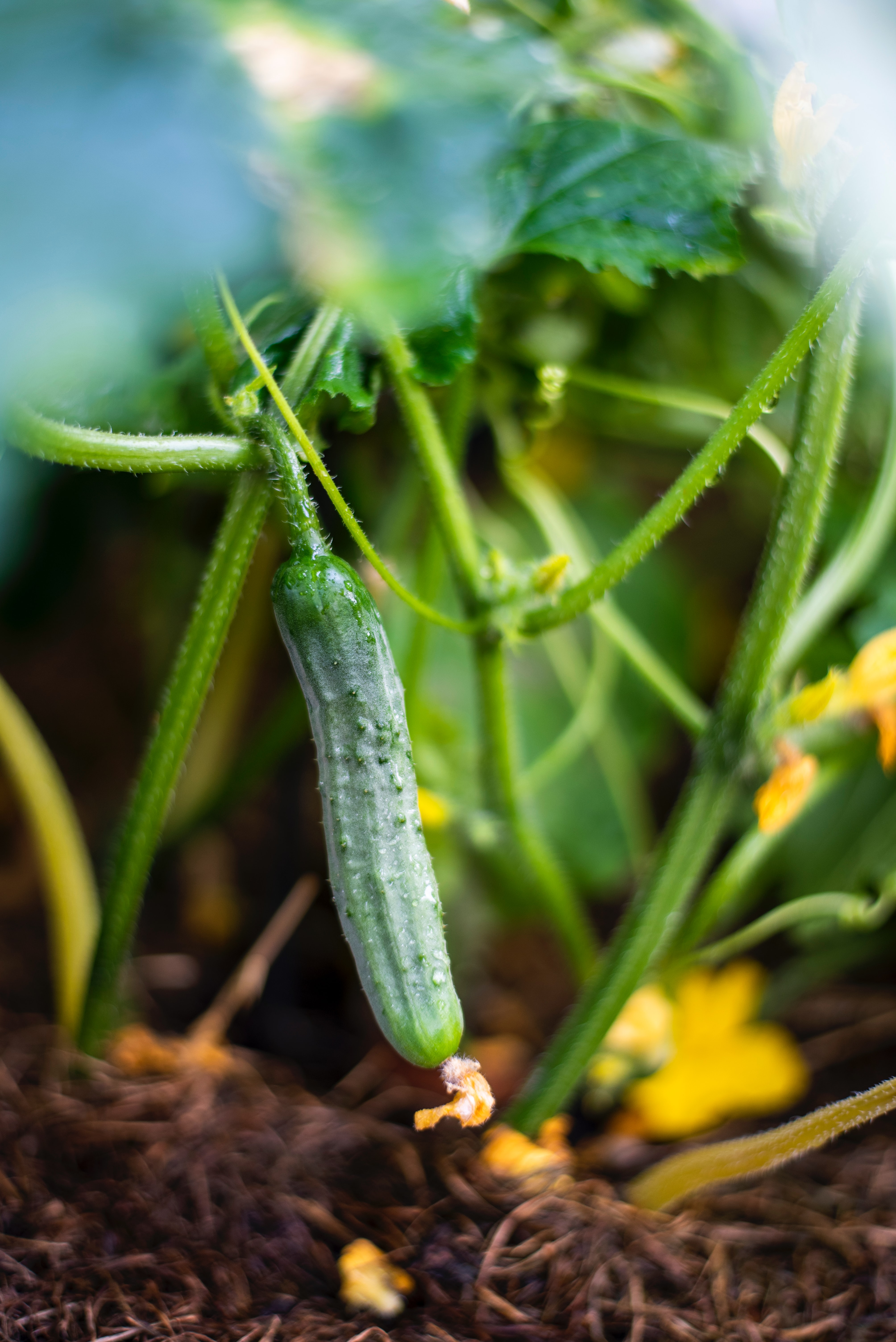 大棚黃瓜種植如何施肥？