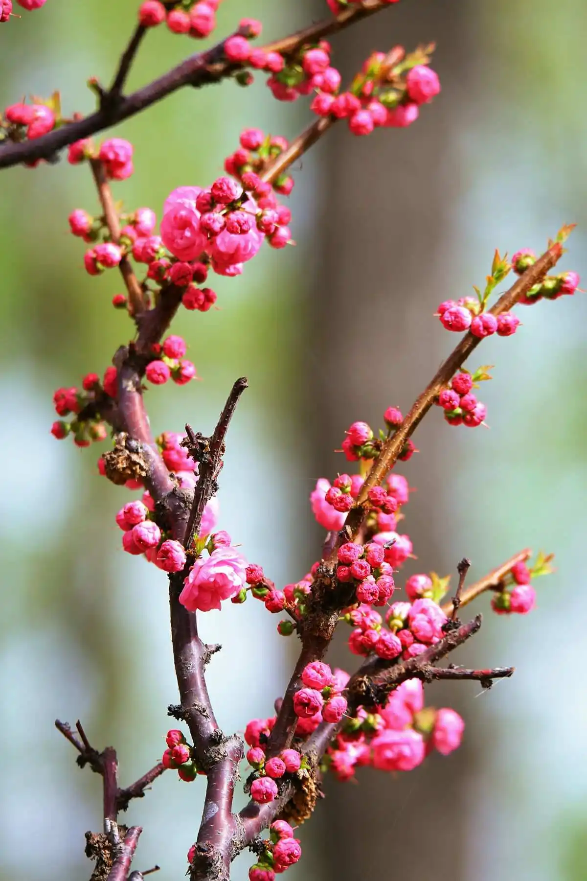 干枝梅室內(nèi)養(yǎng)殖方法和養(yǎng)護(hù)技巧